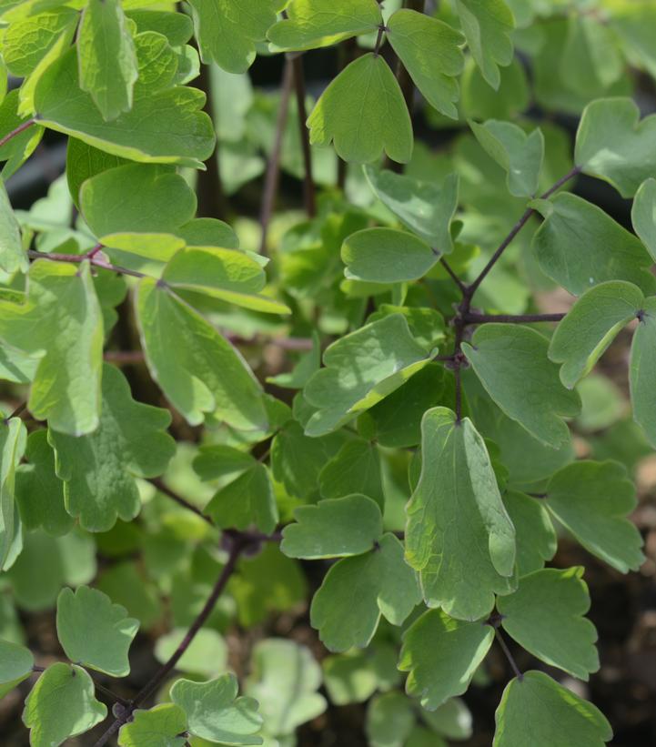 Thalictrum Nimbus™ White