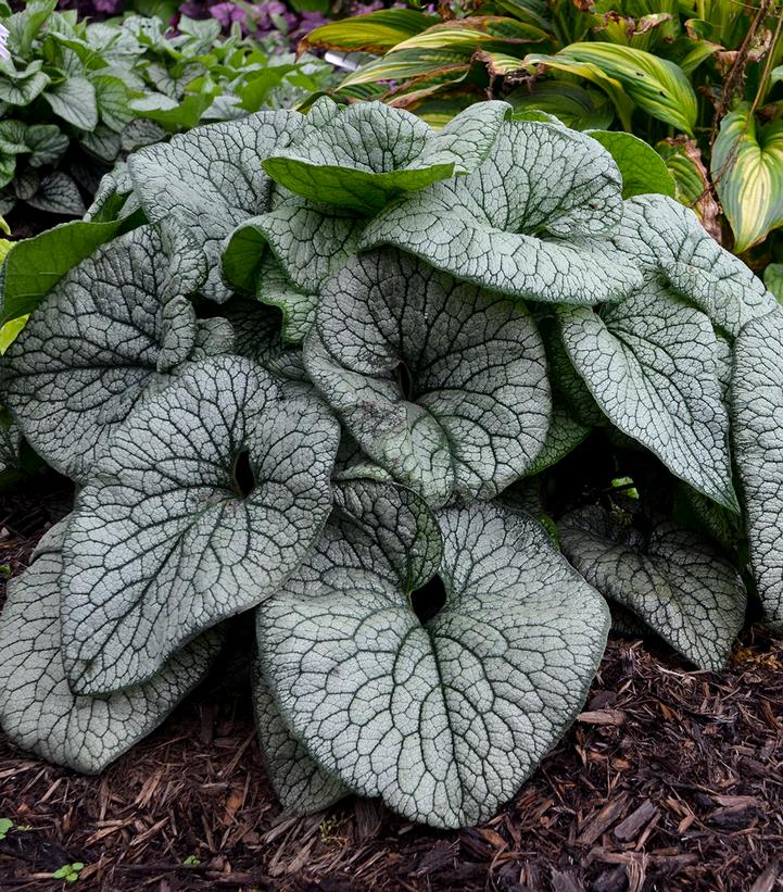 Brunnera macrophylla 'Queen of Hearts'