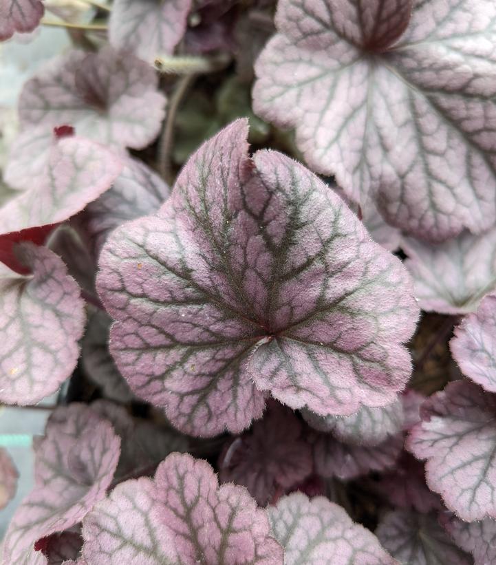 Heuchera Northern Exposure™ Silver