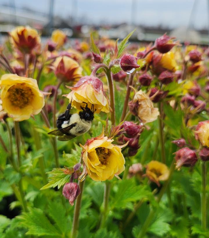 Geum Tempo™ Yellow