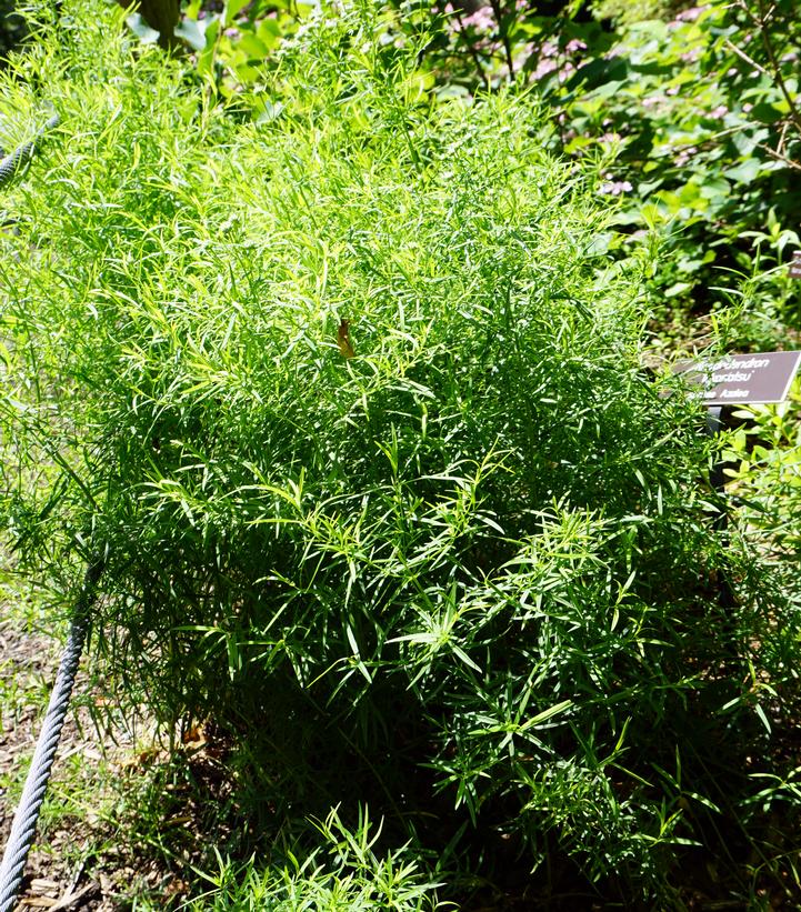 Pycnanthemum tenuifolium 