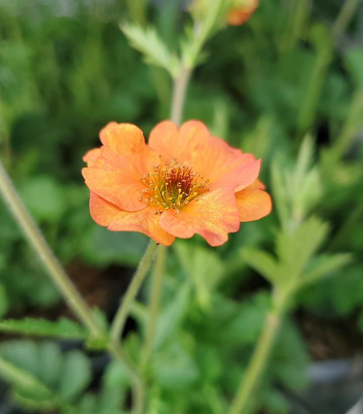 Geum Totally Tangerine™