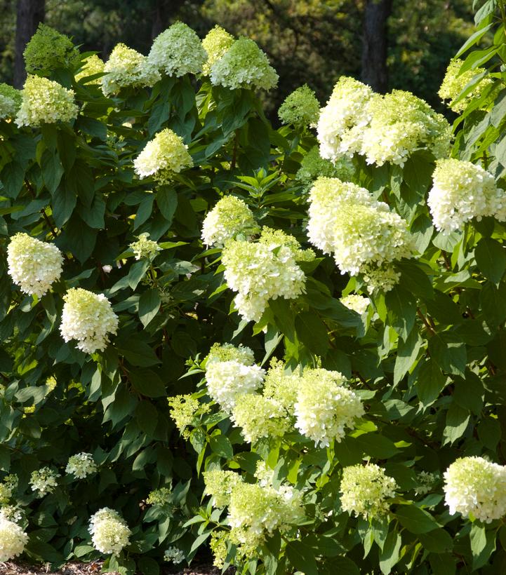 Hydrangea pan. Vanilla Strawberry™