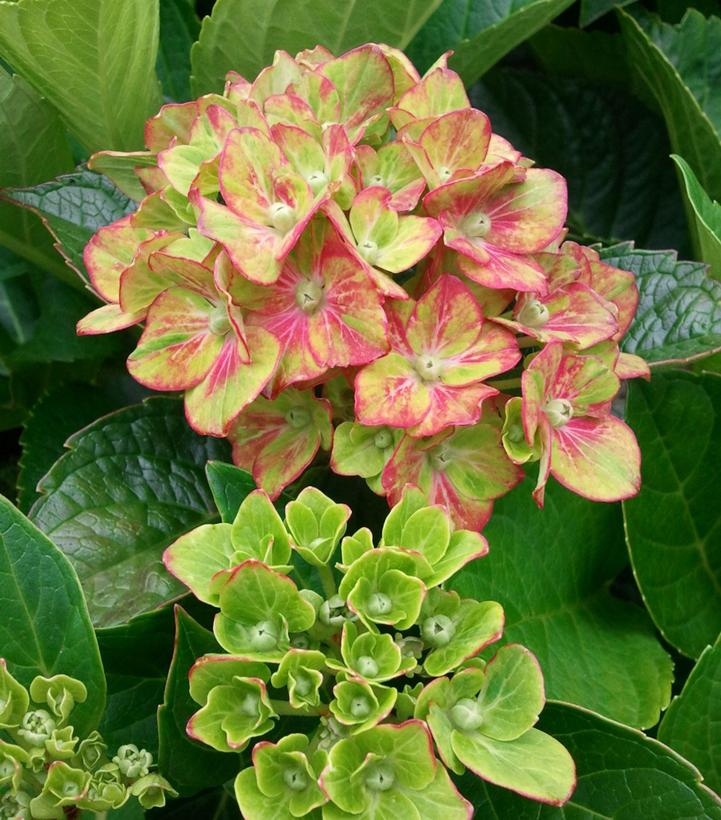 Hydrangea mac. Next Generation® Pistachio