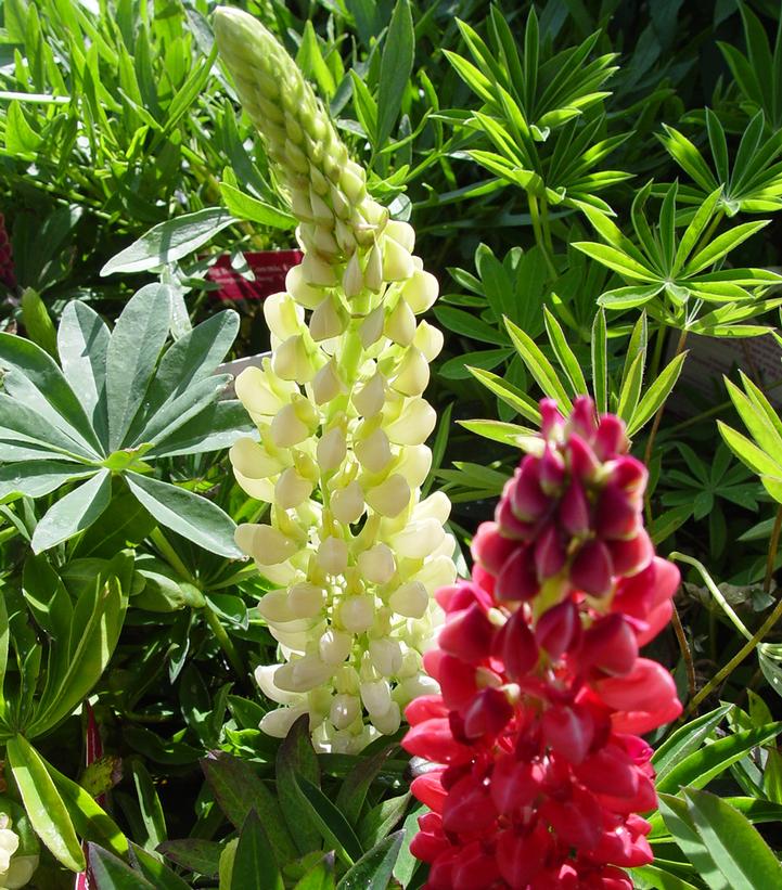 Lupinus Russell Hybrids Mix