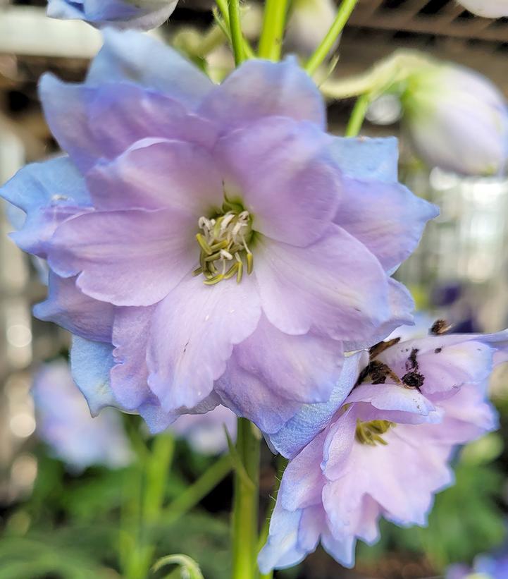 Delphinium x New Millennium™ 'Blue Lace'