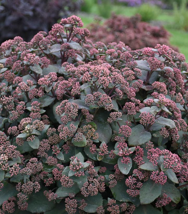 Sedum 'Spellbound'