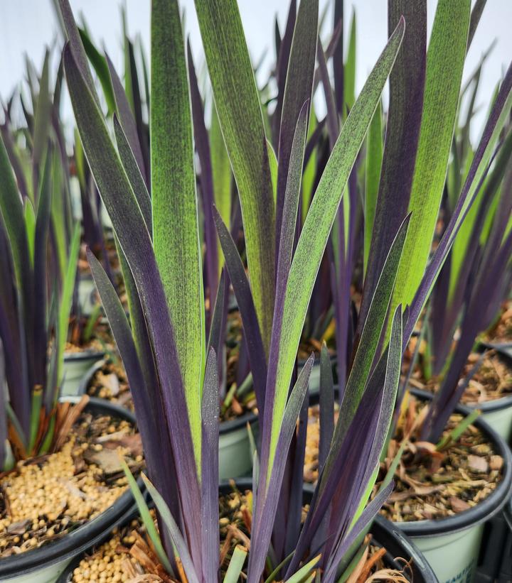 Iris versicolor 'Purple Flame'