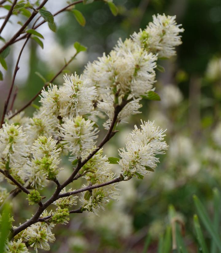 Fothergilla x intermedia Legend Of The Fall®