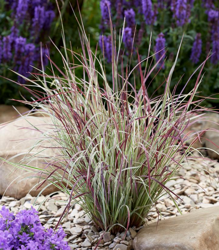 Schizachyrium scoparium 'Chameleon'