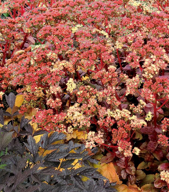 Sedum telephium 'Peach Pearls'