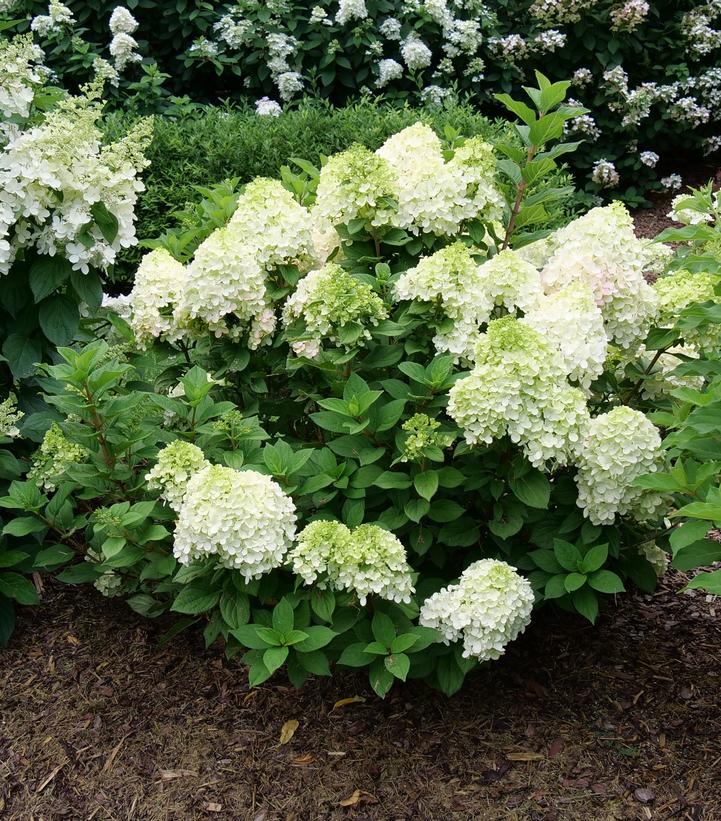 Hydrangea pan. Little Lime Punch®