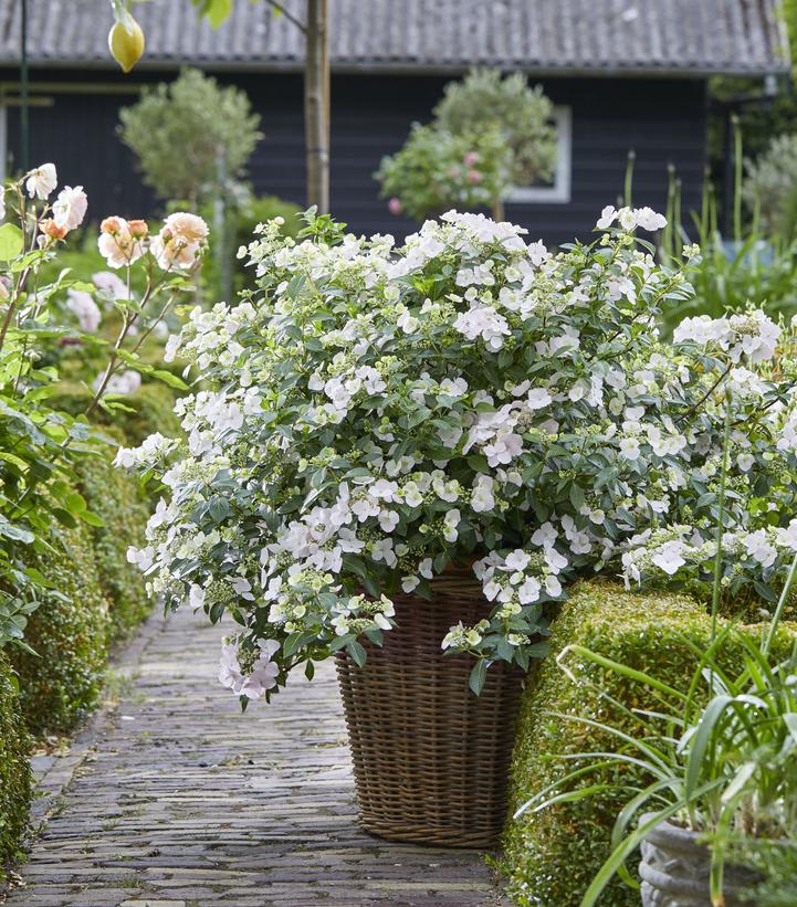 Hydrangea x Fairytrail Bride® Cascade Hydrangea®