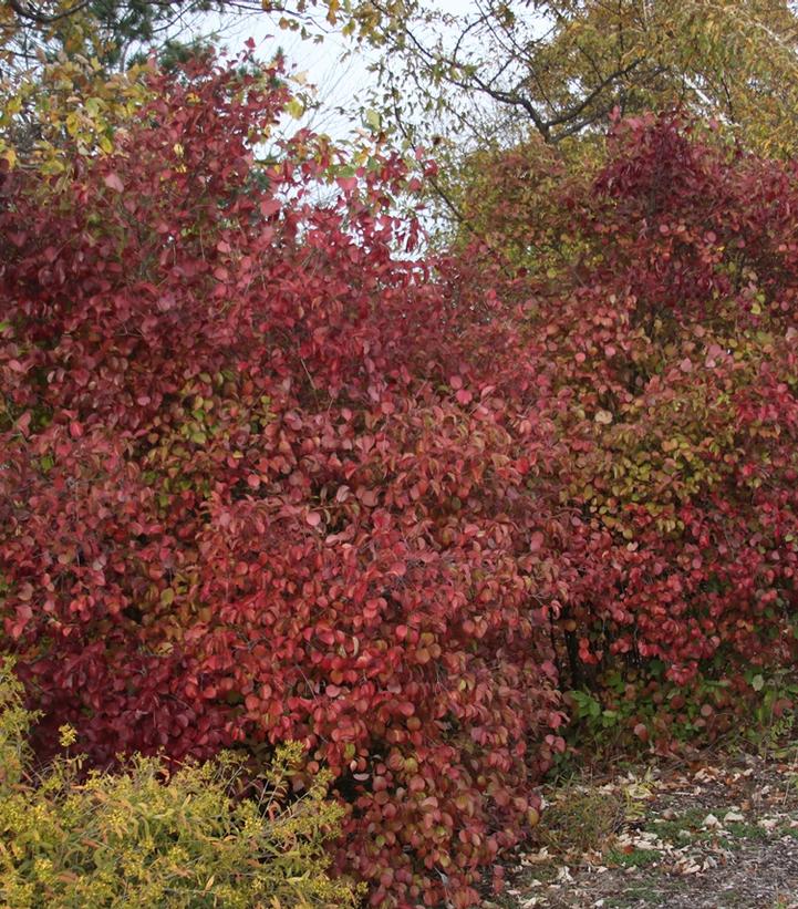 Viburnum dentatum Red Feather®