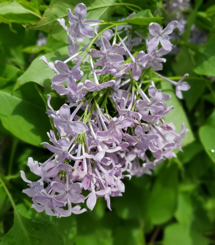 Syringa vulgaris New Age™ Lavender