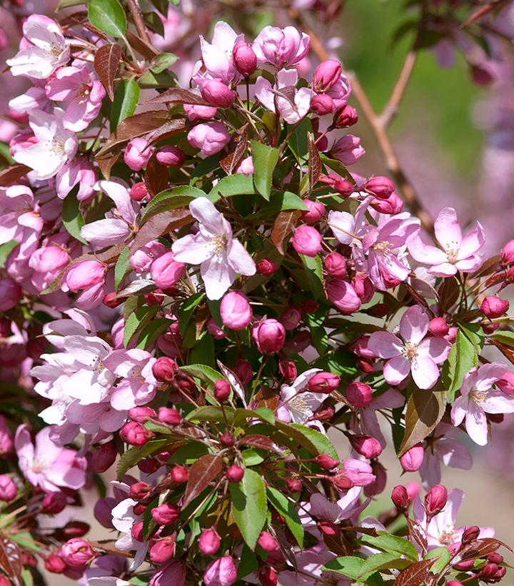 Malus 'Pink Spires'