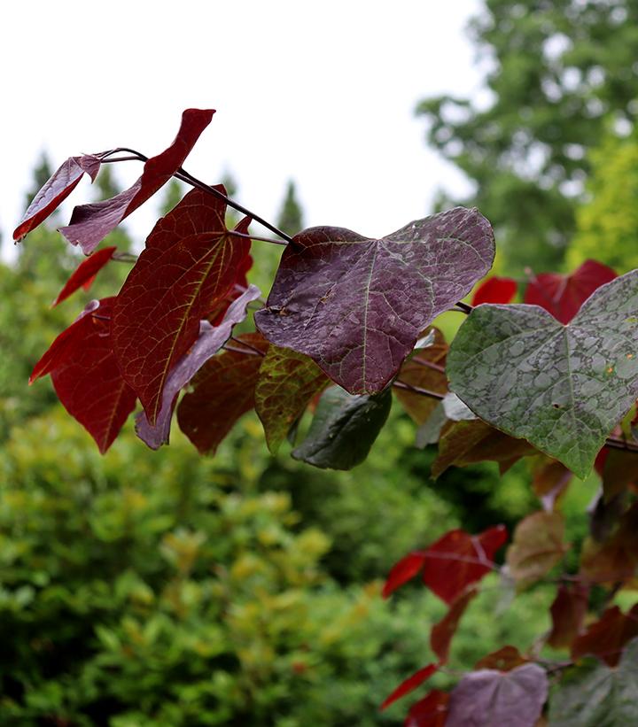 Cercis canadensis Midnight Express®