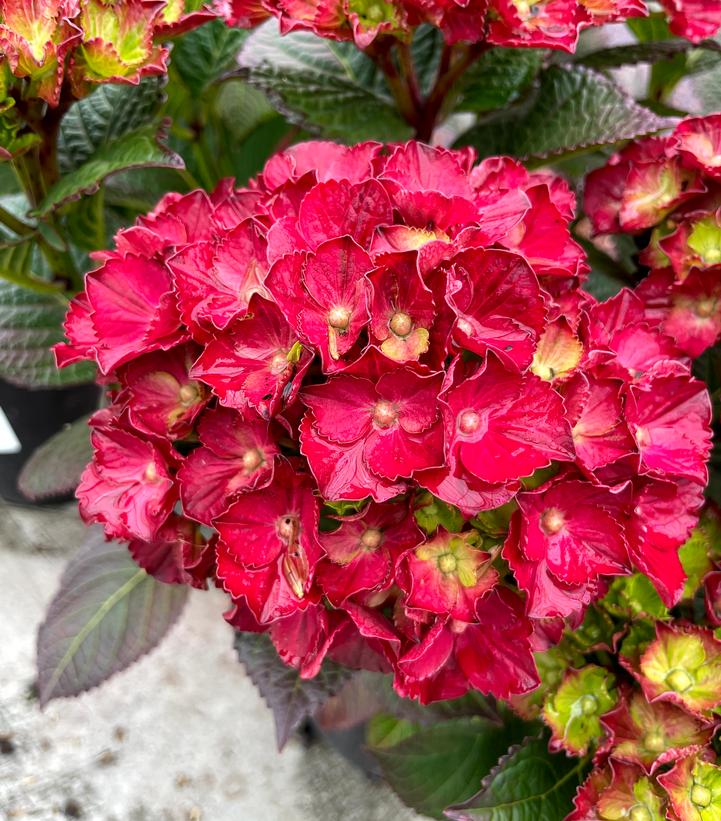 Hydrangea mac. Cherry-Go-Round™