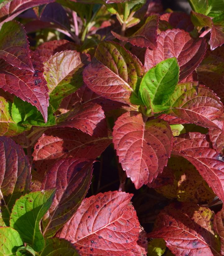 Hydrangea mac. Froggie™