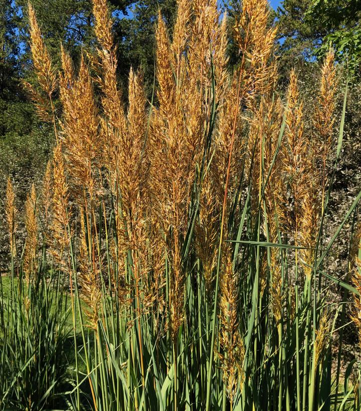 Sorghastrum nutans Golden Sunset™