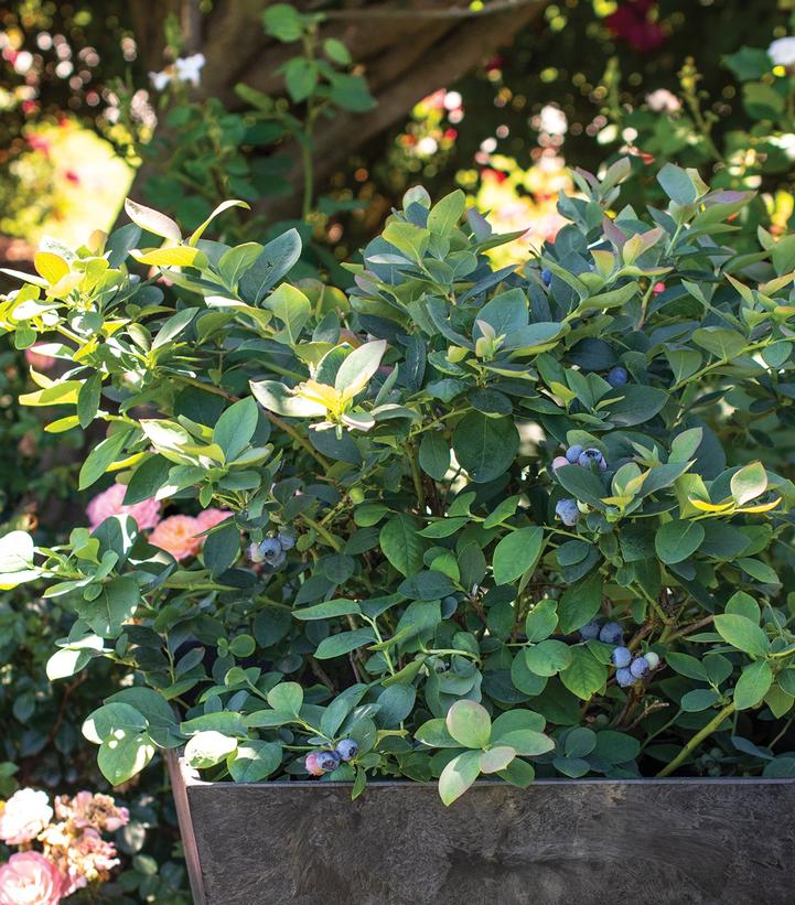 Vaccinium corymbosum Silver Dollar®