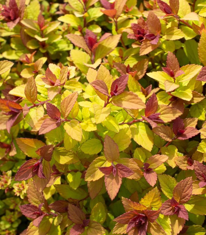 Spiraea japonica Empire® Northern Lights™