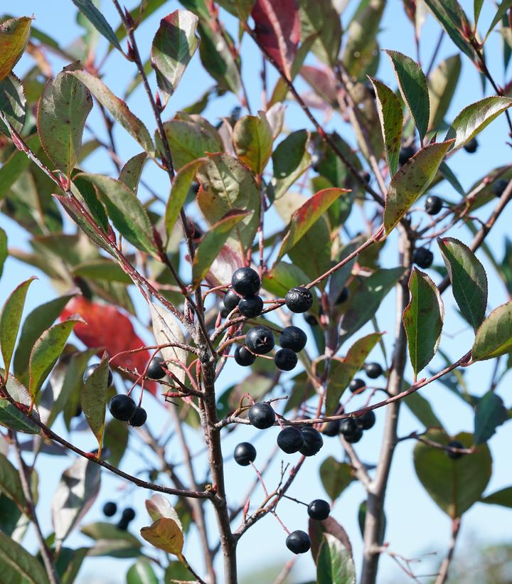 Aronia melanocarpa Low Scape Snowfire®