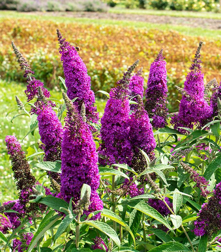 Buddleia RoyalRazz®