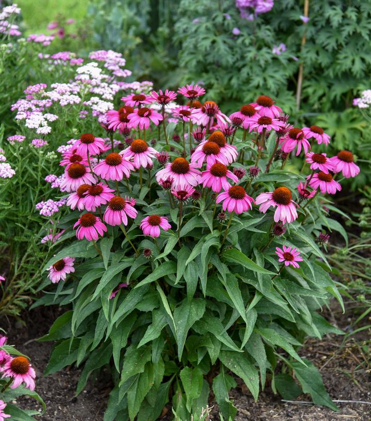 Echinacea hybrid Color Coded® 'The Fuchsia is Bright'