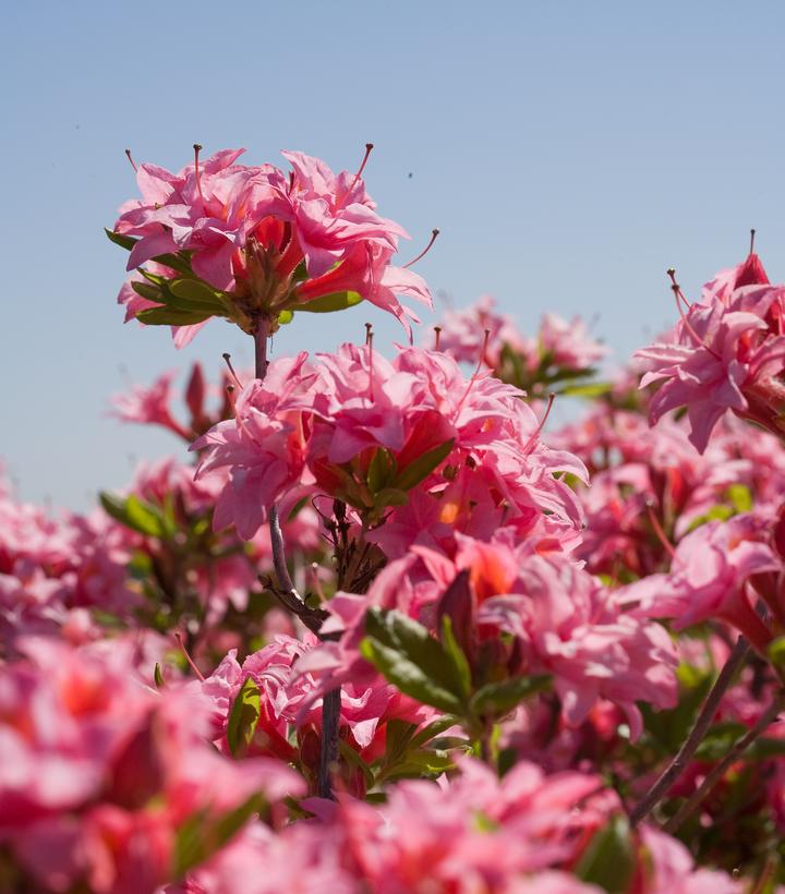 Azalea Electric Lights™ Double Pink