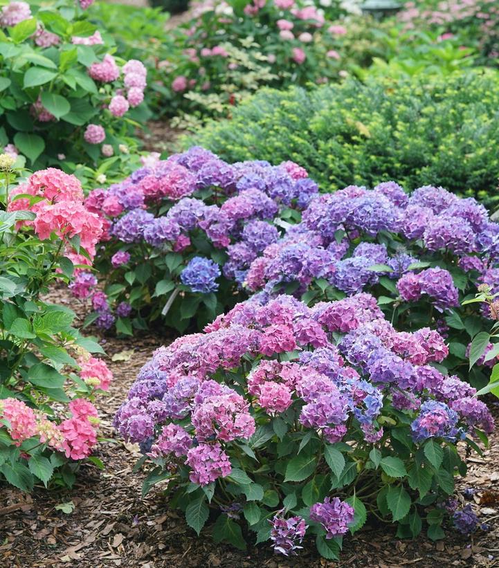 Hydrangea mac. Let's Dance Lovable™