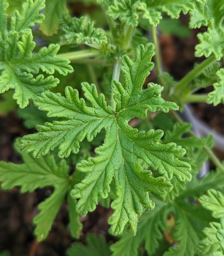 Pelargonium citrosa 