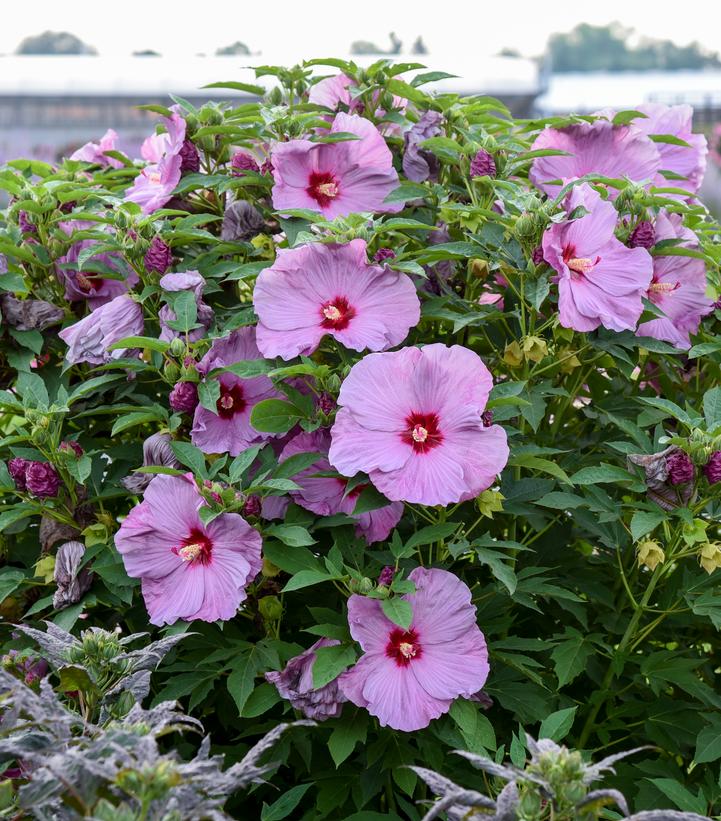 Hibiscus SUMMERIFIC® 'Lilac Crush'