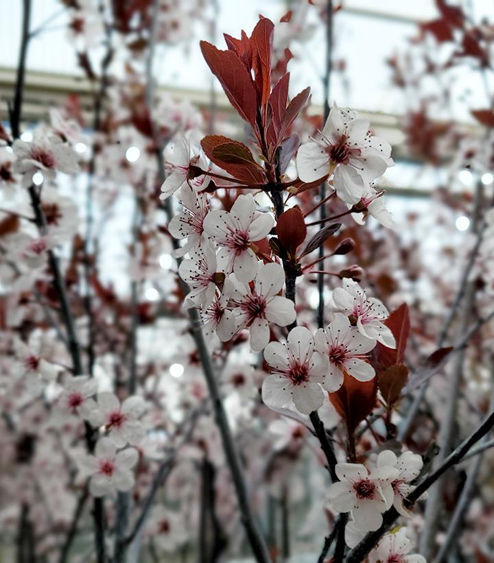 Prunus x cistena 