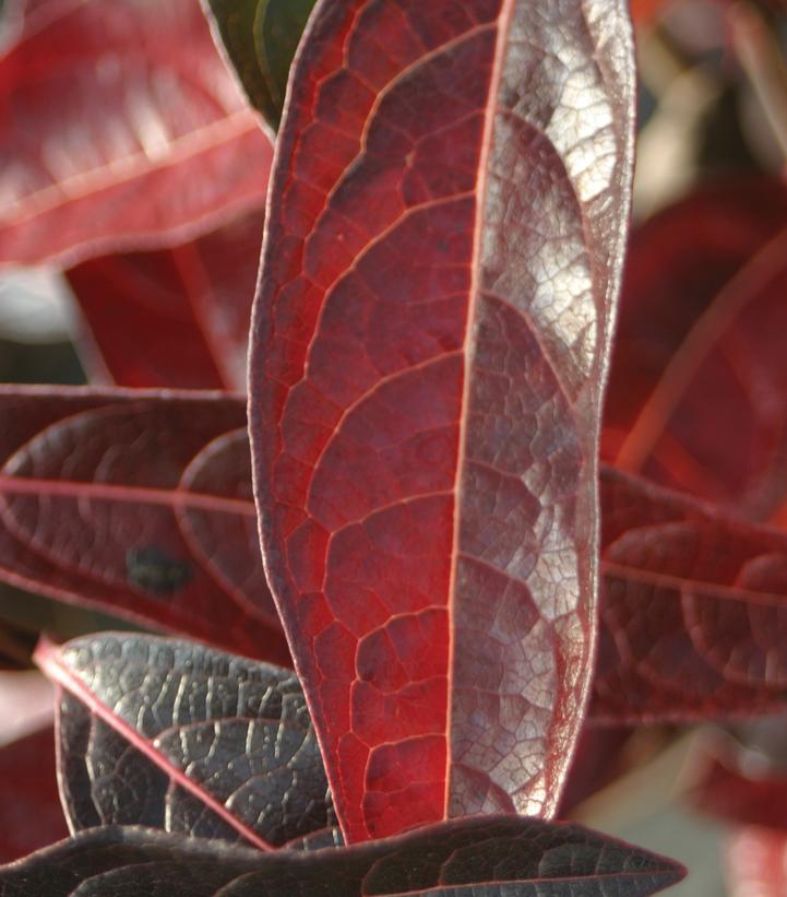 Viburnum nudum Brandywine™