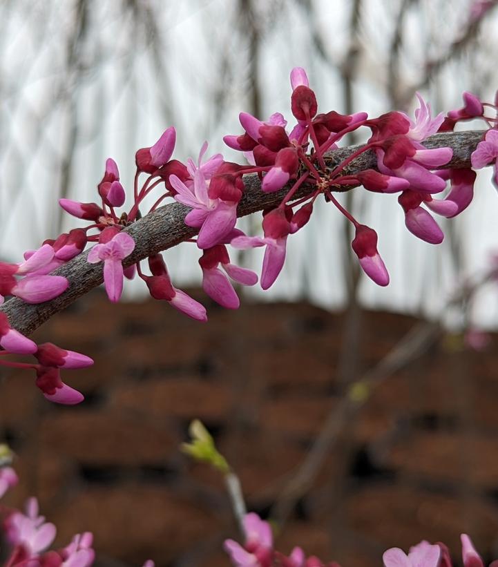 Cercis canadensis Pink Heartbreaker