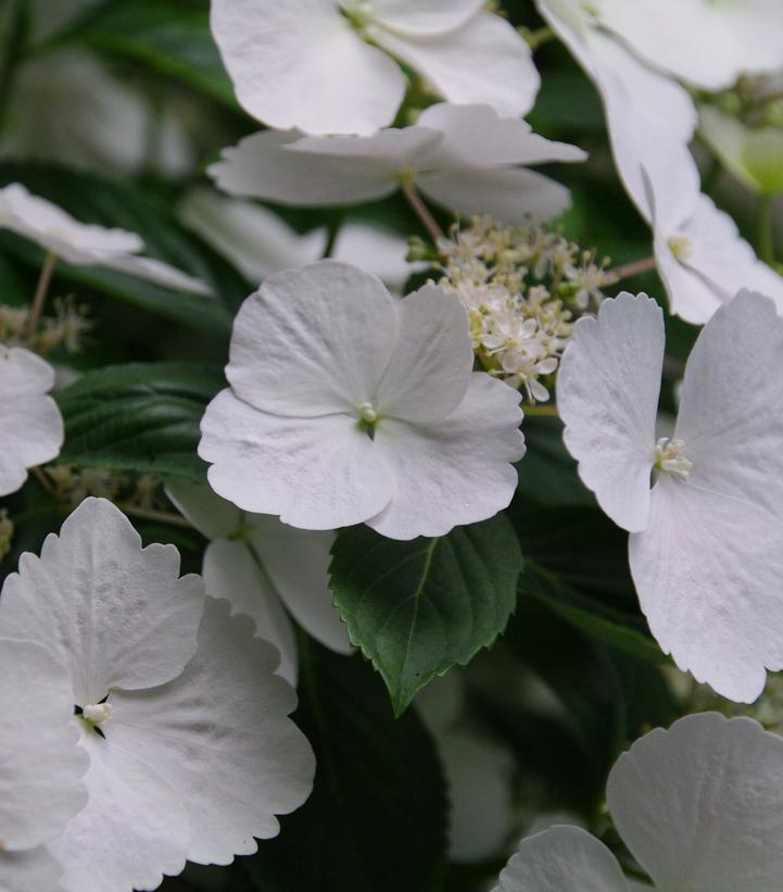 Hydrangea x Fairytrail Bride® Cascade Hydrangea®