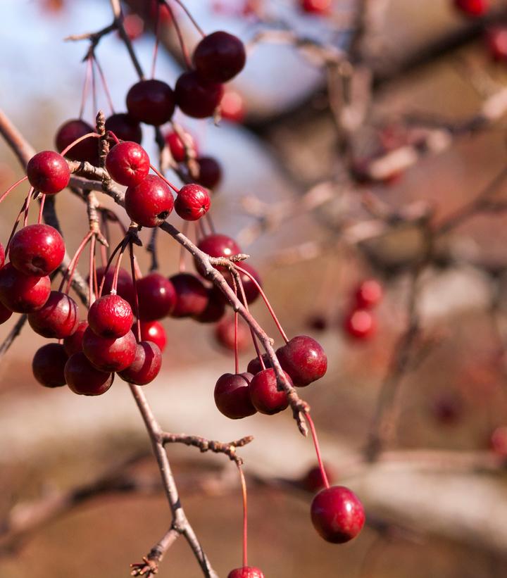 Malus 'Pink Spires'