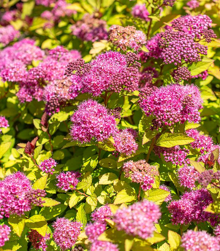 Spiraea japonica Empire® Northern Lights™