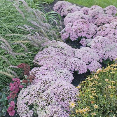 Sedum hybrid Rock 'N Round® Pure Joy