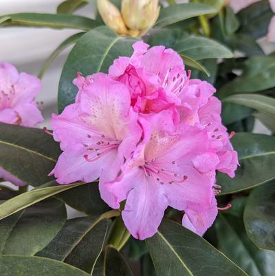 Rhododendron Holden's™ Fuchsia