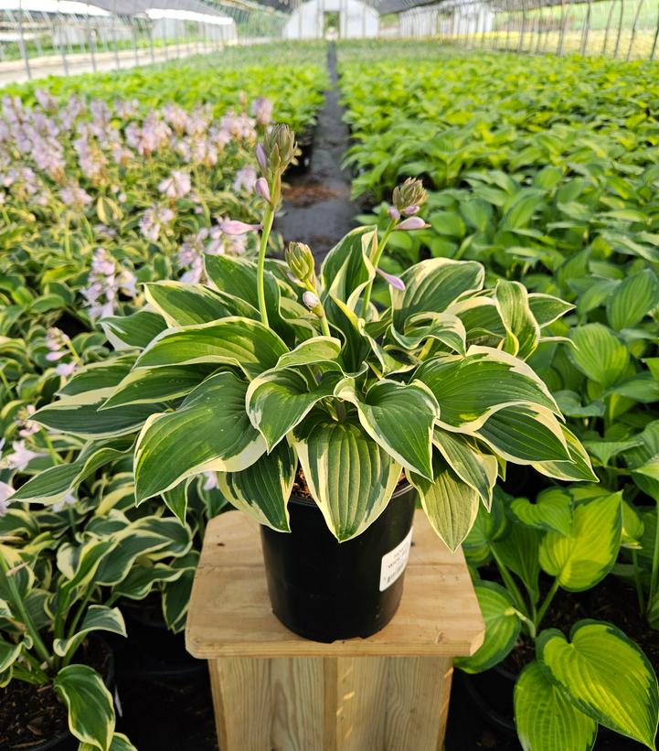 Hosta Wide Brim