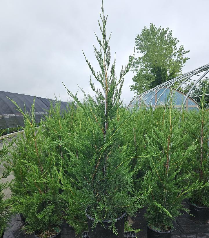 Juniperus c. Hetzii columnaris