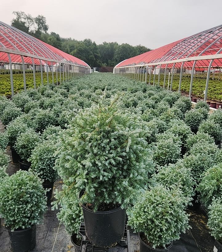 Chamaecyparis pisifera 'True Blue'