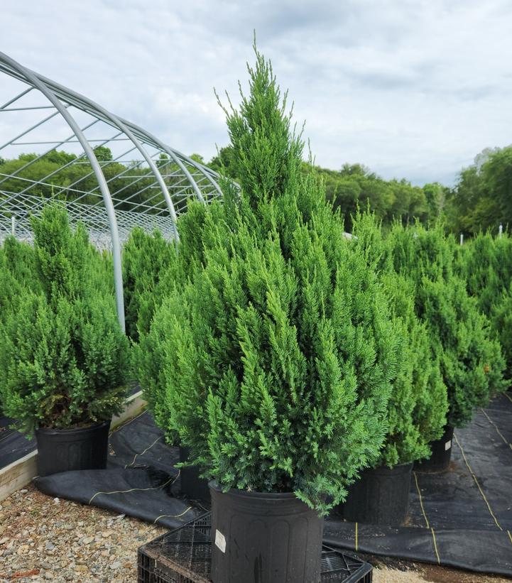 Juniperus chinensis Blue Point