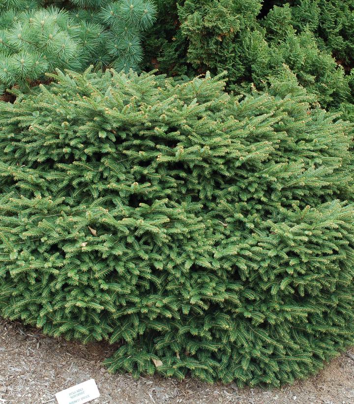 Picea abies Nidiformis