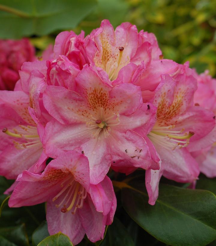 Rhododendron 'Scintillation'