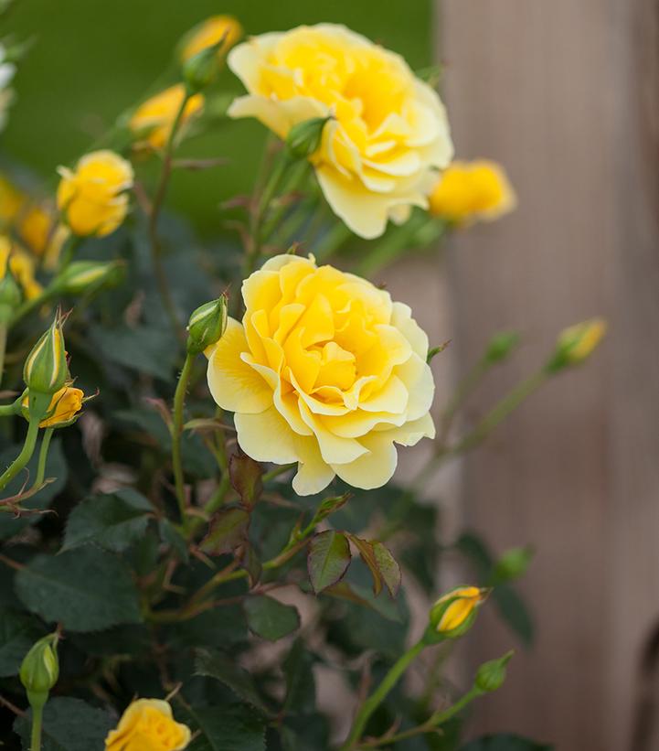 Rosa Easy Elegance® Yellow Submarine