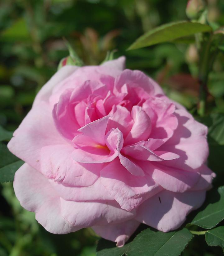 Rosa Gertrude Jekyll®