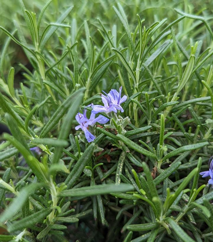 Rosmarinus 'Blue Spire'